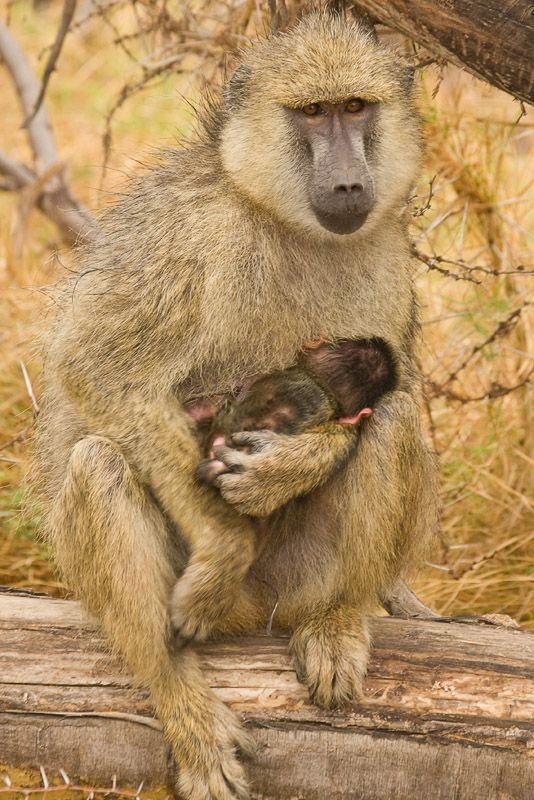 Yellow Baboon in Tanzania